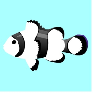 White Clownfish